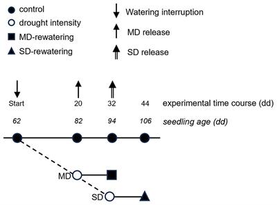 Drought-related root morphological traits and non-structural carbohydrates in the seedlings of the alien Quercus rubra and the native Quercus robur: possible implication for invasiveness